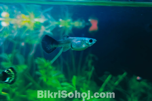Molly, guppy, platti, red mosco, 24k gold guppy